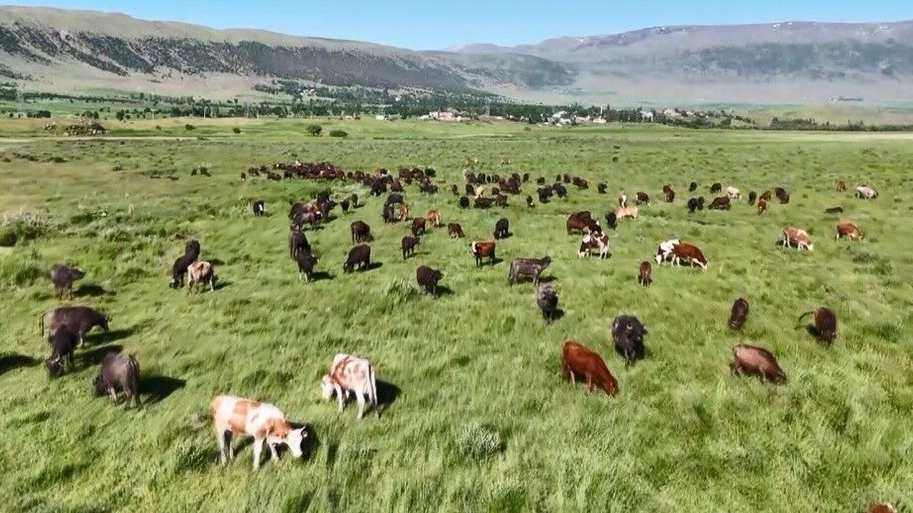 Bitlis’te manda sürüsünden belgesellik görüntüler