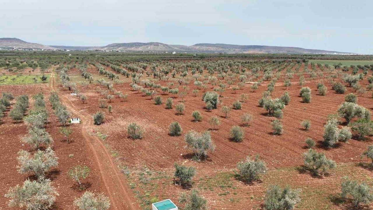 Kilis’te atık sular can suyuna dönüşüyor