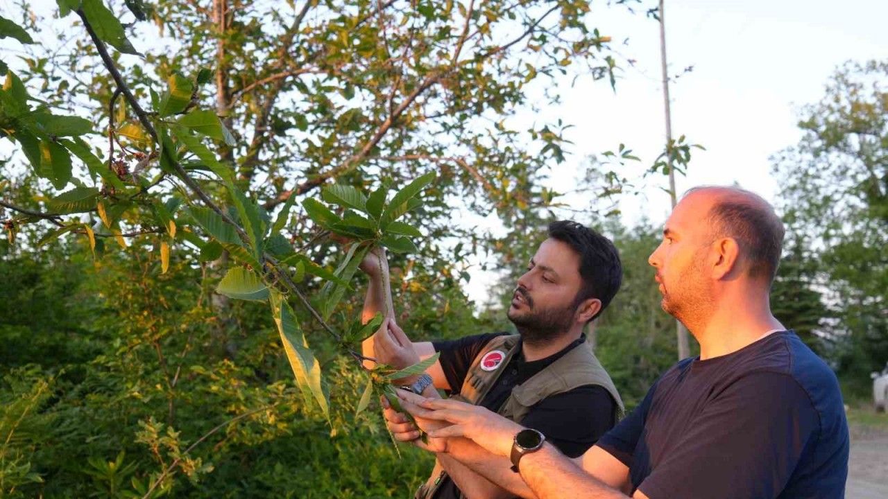 Kestane ağaçlarını kurutan gal arısıyla mücadele sürüyor: Kestane balında verimin artması bekleniyor