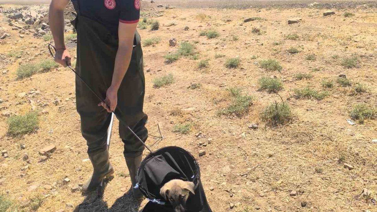 Batman’da su kanalına düşen yavru köpek kurtarıldı