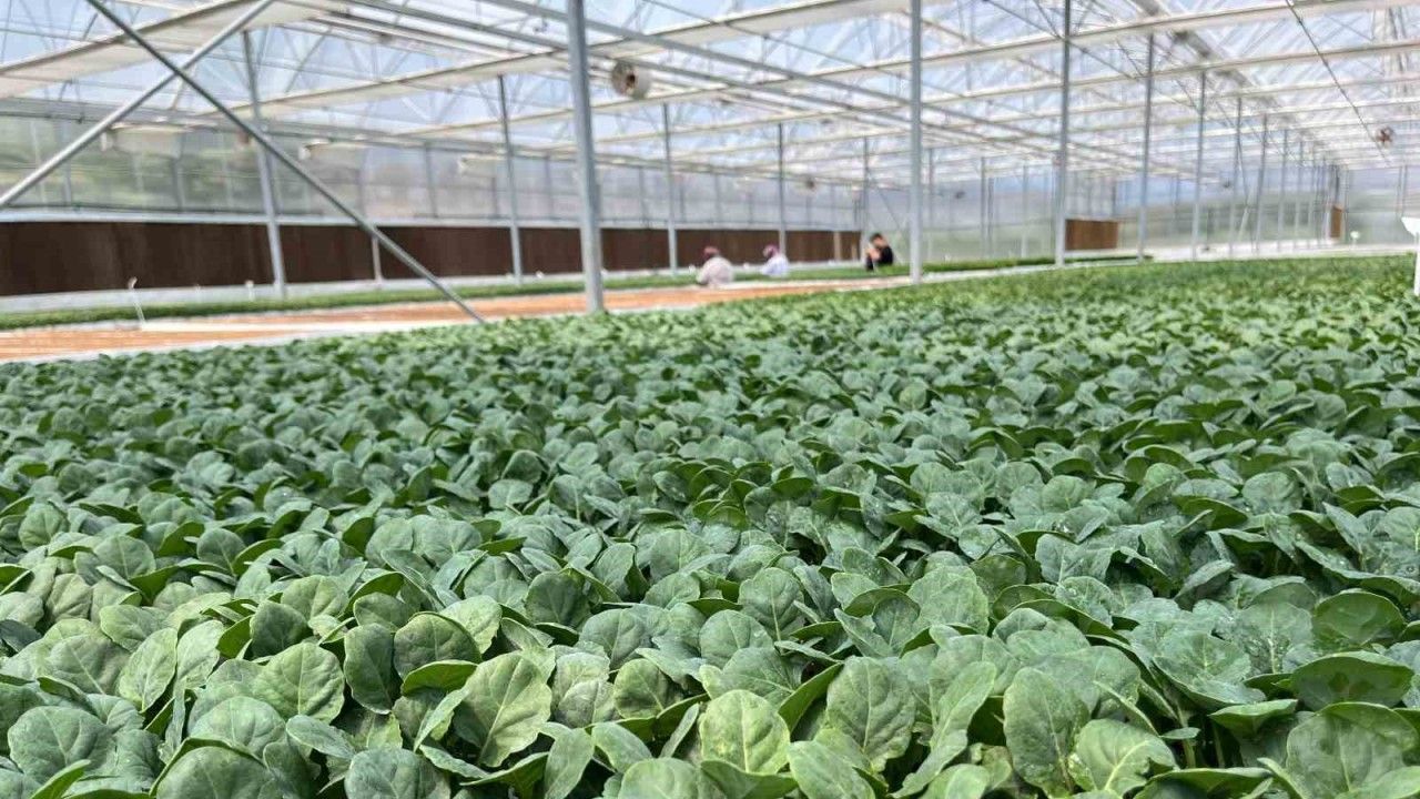 Eskişehir’den 10 milyon bitki fidesi Türkiye’nin dört bir yanına gönderiliyor
