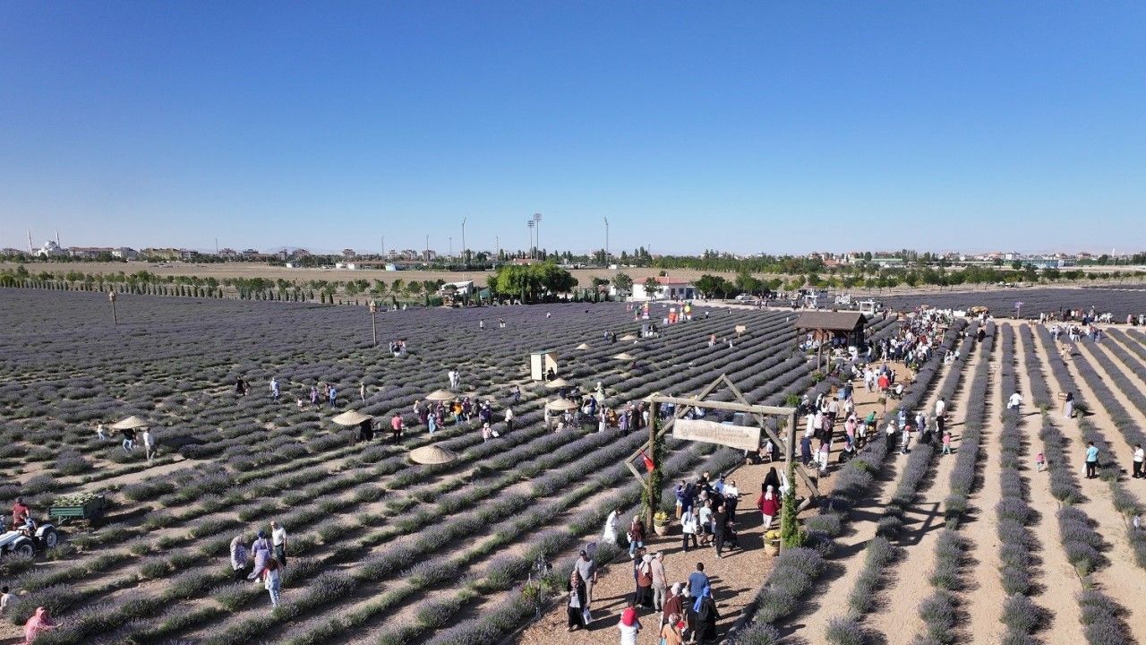 Türkiye’nin en büyük Lavanta Bahçesi’nde festival coşkusu