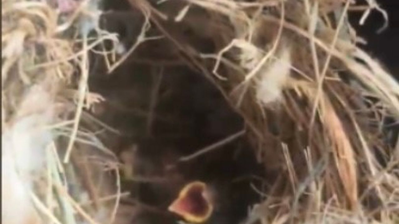 Yangının ortasından kuş yuvasını kurtardılar