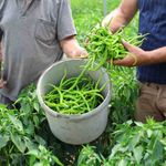 Kocaeli'de yüzde 50 hibe destekli modern seralarda ilk hasat başladı