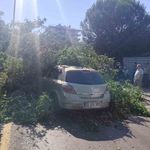 Seyir halindeki otomobilin üzerine ağaç devrildi