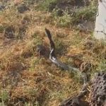 Sıcak hava devasa yılanları ortaya çıkardı