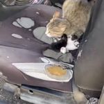 Otomobilin içinde yavruladı