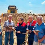 Tarsus'ta ayçiçeğinde 4 bin 485 ton rekolte bekleniyor