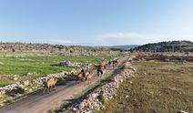 Toroslar'da Yörük göçü başladı: Sarıkeçililer yayla yolunda