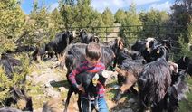 Toroslar'da Yörük göçü başladı: Sarıkeçililer yayla yolunda