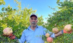 Avrupa Birliği tescilli narın hasadı başladı