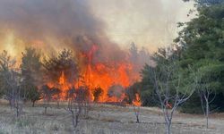 Çanakkale’deki orman yangınında 2 kişi gözaltına alındı