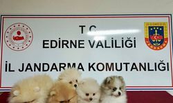 Cins köpekler jandarmayı geçemedi