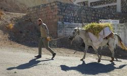 Gercüş’te imece usulü orakla pirinç hasadı