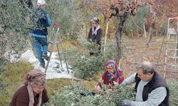 Eskişehir’de çiftçiler dönümden 2 ton zeytin aldı, yüzleri güldü