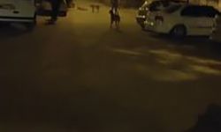 Sokak köpekleri vatandaşları canından bezdirdi