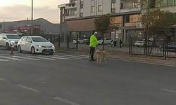 Trafik polisinden yürek ısıtan davranış: Köpeğin geçmesi için trafiği durdurdu