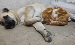 Tunceli’de kedi ve köpeklerin sevimliği dostluğu