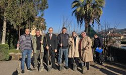 Belediye ücretsiz Trabzon Cennet Hurması fidanı dağıttı