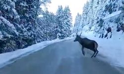 Bolu’da nadir görülen kızıl geyik karla kaplı yolda görüntülendi