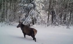 Karda yürümekte zorlanan kızıl geyik fotokapana takıldı