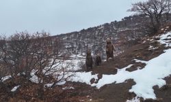 Kış uykusuna yatmayan ayı ailesi, fotoğrafçıya poz verdi