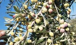 Zeytin üreticisi destek bekliyor