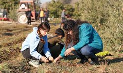 Tarsus'ta 5 bin marul fidesi toprakla buluşturuldu