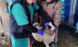 Söke’de küçükbaş hayvanların aşılanması devam ediyor