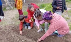 Minik eller tohumları toprakla buluşturdu