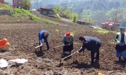 Kaymakam ve belediye başkanı tarlaya girdi, izleyenleri tebessüm ettiren anlar ortaya çıktı
