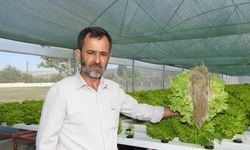 70 günde yetişen marulu topraksız tarımla 30 günde üretiyor