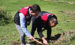 Amasya’da tarım ekipleri süne sürvey çalışmalarını sürdürüyor