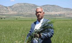 Araban buğdayı çiftçinin yüzünü güldürüyor
