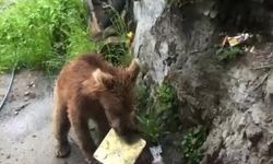 Artvin’de ayı paniği