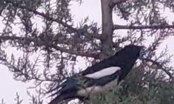 Avlanmak için ağaca çıkan kedi, kargaların hışmına uğradı