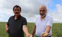 Bedava protein, doğadan elleriyle tek tek topluyorlar
