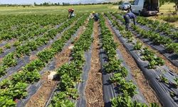 Beyşehir’de çilekte hasat öncesi pestisit denetimi