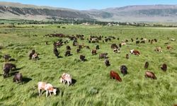 Bitlis’te manda sürüsünden belgesellik görüntüler