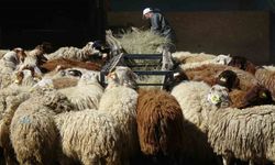 Bunlar da üniversiteli kurbanlıklar