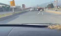 Deve kuşunu trafikte gören vatandaşın şaşkınlık yaşadığı anlar gülümsetti