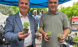 Doğal sivrisinek kovar fesleğenler yoğun ilgi gördü