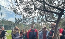 Edremit MYO’da zeytin aşılama eğitimi