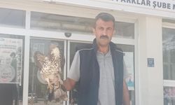 Elazığ’da yaralı şahin tedavi altına alındı