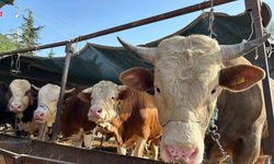 Erzincan’da kurban kesim yerleri açıklandı