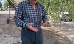 Eskişehir’de zirai don, buğday ve arpa üretimini vurdu