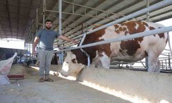 Fiyatı ve hırçınlığıyla ürküten bin 400 kiloluk devasa tosun servet değerindeki fiyatıyla alıcısını bekliyor