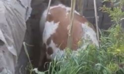 Fosseptik çukuruna düşen inek kurtarıldı