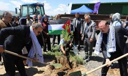 Gazze hatıra ormanında umut yeşerecek