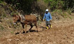 Gercüş’te dededen kalma yöntemlerle imece usulü pirinç ekimi